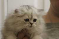 Ready To Go Dollface Siler Shaded Purebred Persian - Photo 4 of 5