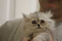 Ready To Go Dollface Siler Shaded Purebred Persian - Photo 1 of 5