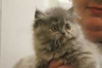 Ready To Go Dollface Siler Shaded Purebred Persian - Photo 2 of 5