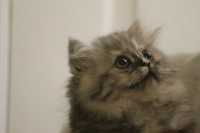 Ready To Go Dollface Siler Shaded Purebred Persian - Photo 3 of 5