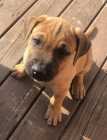 Ready for new homes. Italian Mastiff Puppies