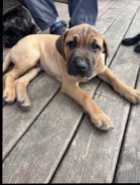 Ready for new homes. Italian Mastiff Puppies - Photo 1 of 9