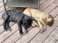 Ready for new homes. Italian Mastiff Puppies - Photo 2 of 9