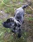 Ready for new homes. Italian Mastiff Puppies - Photo 3 of 9