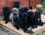 Ready for new homes. Italian Mastiff Puppies - Photo 6 of 9
