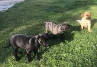 Ready for new homes. Italian Mastiff Puppies - Photo 7 of 9