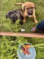 Ready for new homes. Italian Mastiff Puppies - Photo 8 of 9