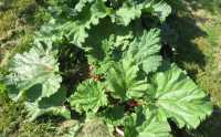 RHUBARB