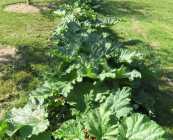 RHUBARB - Photo 1 of 3