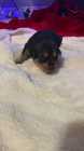 Rottweiler/labrador mixed puppies for sale - Photo 1 of 3