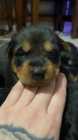 Rottweiler/labrador mixed puppies for sale - Photo 2 of 3