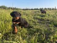 Rottweiler Puppies