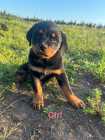 Rottweiler Puppies - Photo 1 of 3