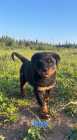 Rottweiler Puppies - Photo 2 of 3