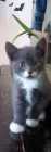 Russian blue