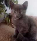 Russian blue - Photo 1 of 2