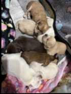 S’morkies - Photo 1 of 6