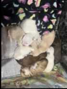 S’morkies - Photo 2 of 6