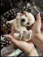 S’morkies - Photo 4 of 6