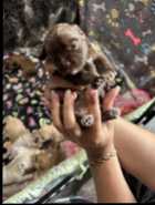 S’morkies - Photo 5 of 6