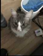Selling A 3 Year Old Cat 