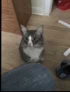 Selling A 3 Year Old Cat  - Photo 1 of 2