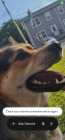 Selling A Beautiful German Sheppard & Part Husky D