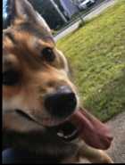 Selling A Beautiful German Sheppard & Part Husky D - Photo 1 of 2