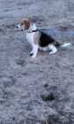 SELLING  A purebred  beagle  7 n half  months  old - Photo 1 of 8