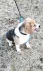 SELLING  A purebred  beagle  7 n half  months  old - Photo 2 of 8