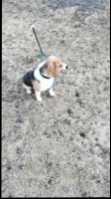 SELLING  A purebred  beagle  7 n half  months  old - Photo 4 of 8