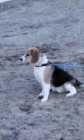 SELLING  A purebred  beagle  7 n half  months  old - Photo 7 of 8