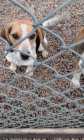 SELLING  a purebred beagle  blue  tick