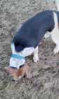 SELLING  a purebred beagle  blue  tick - Photo 10 of 14