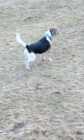 SELLING  a purebred beagle  blue  tick - Photo 11 of 14