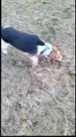 SELLING  a purebred beagle  blue  tick - Photo 12 of 14