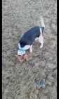 SELLING  a purebred beagle  blue  tick - Photo 4 of 14