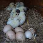 Serama Chicks  for sale