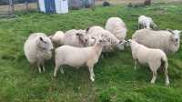 Sheep and lambs 