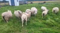 Sheep and lambs  - Photo 1 of 4