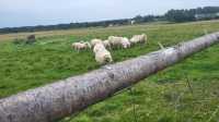 Sheep and lambs  - Photo 2 of 4
