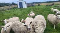 Sheep and lambs  - Photo 3 of 4