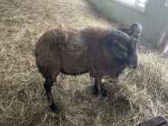 Sheep and Lambs