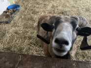 Sheep and Lambs - Photo 1 of 3
