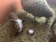 Sheep and Lambs - Photo 2 of 3