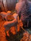 For Sale rare, gentle Exploits Island Sheep and Lambs. ...