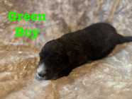 Sheepadoodle REDUCED
