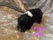 Sheepadoodle REDUCED - Photo 6 of 7