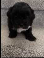 shih tzu /maltese puppies  - Photo 2 of 6
