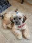 Adorable Shih Tzu Pup 